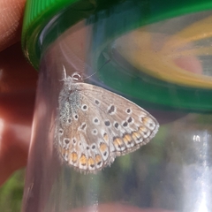 Polyommatus icarus