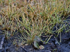 Eleocharis acicularis