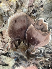 Hydnellum concrescens