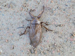 Lethocerus americanus