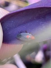 Hesperolabops gelastops