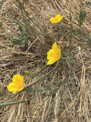 Eschscholzia californica
