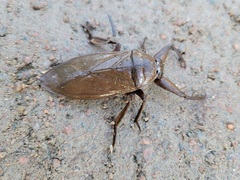 Lethocerus americanus