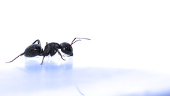 Camponotus niveosetosus