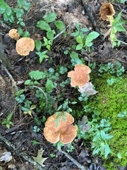 Cortinarius caperatus