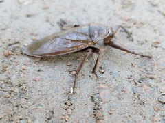 Lethocerus americanus