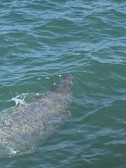 Trichechus manatus