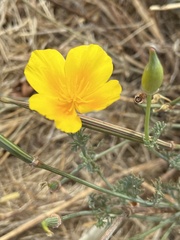 Eschscholzia californica
