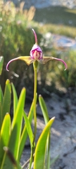 Disperis capensis capensis