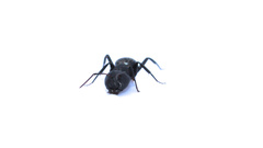 Camponotus niveosetosus