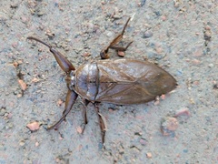 Lethocerus americanus