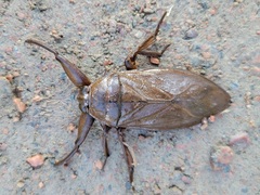 Lethocerus americanus