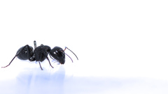 Camponotus niveosetosus