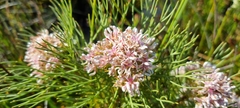 Serruria ascendens