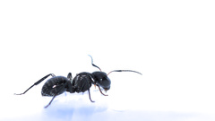Camponotus niveosetosus
