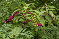 Phytolacca americana