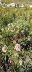 Serruria ascendens