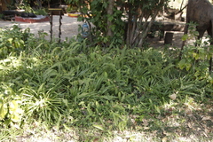 Nephrolepis cordifolia