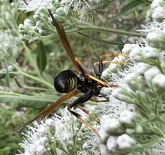 Polistes fuscatus