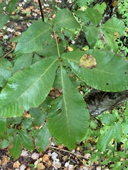Carya glabra