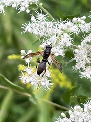 Polistes fuscatus