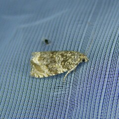 Syricoris lacunana
