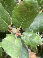 Callirhytis quercussuttoni