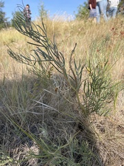 Astragalus pectinatus
