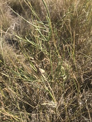 Astragalus pectinatus