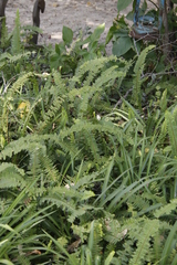 Nephrolepis cordifolia