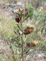 Lespedeza capitata