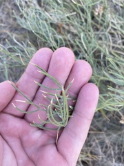 Astragalus pectinatus