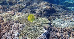 Chaetodon rainfordi