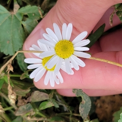 Tripleurospermum maritimum