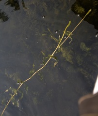 Potamogeton richardsonii