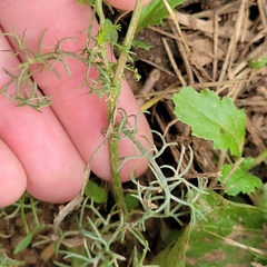 Tripleurospermum maritimum