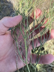 Astragalus pectinatus