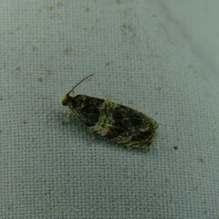 Celypha aurofasciana