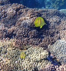 Chaetodon rainfordi
