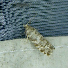 Epinotia tedella