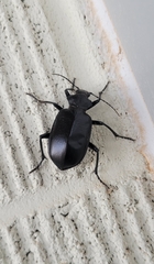 Calosoma peregrinator