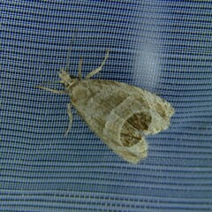 Notocelia uddmanniana