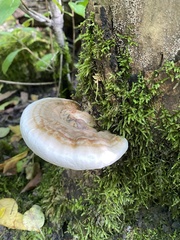 Ischnoderma resinosum