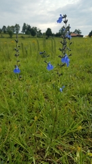 Salvia reptans
