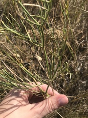 Astragalus pectinatus