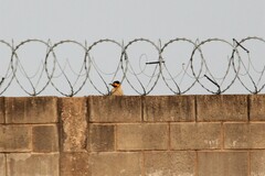 Colaptes campestris campestris