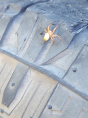 Araniella displicata