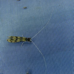 Mystacides longicornis