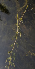 Potamogeton richardsonii