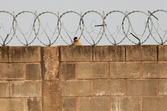 Colaptes campestris campestris